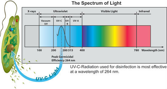 Lampe UV UV-C batericidal germicide de la stérilisation 17/36/37/41w du plus défunt tube en U du créateur T5 T6 T8
