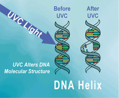   Lampe UV UV-C batericidal germicide de la stérilisation 17/36/37/41w du plus défunt tube en U du créateur T5 T6 T8